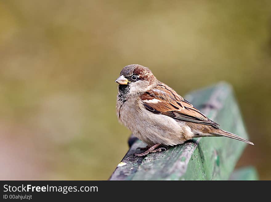 brown sparrow in park on wooden bench