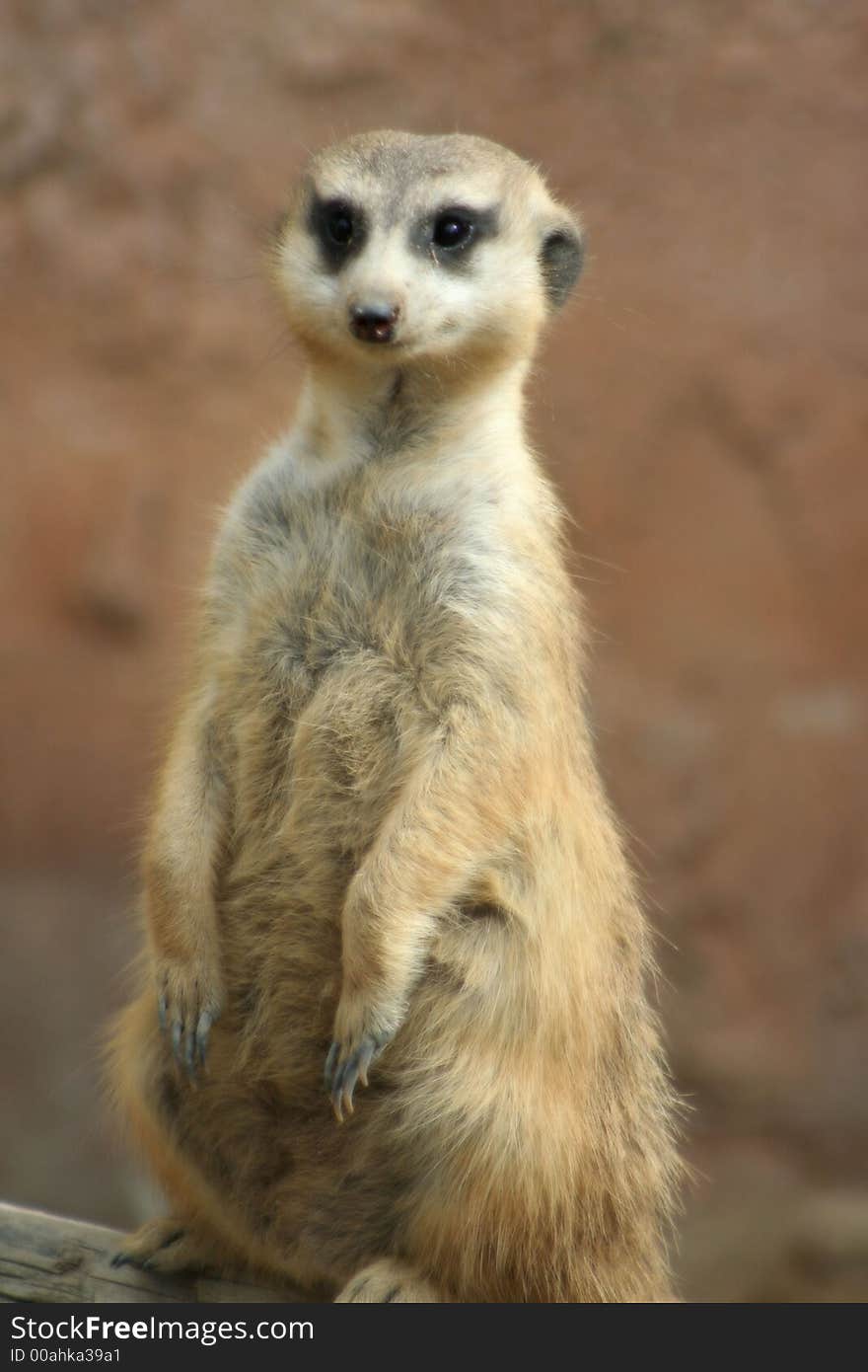 Photo of a meerkat posing for the camera..