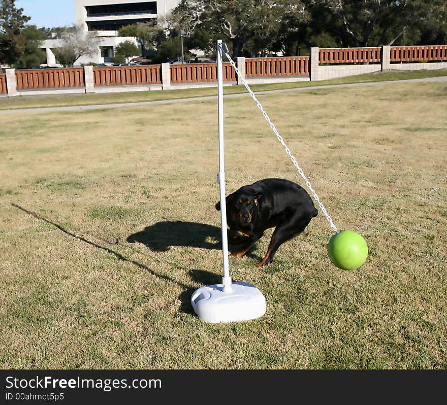 Tanker the wonder dog playing tetherball. Tanker the wonder dog playing tetherball