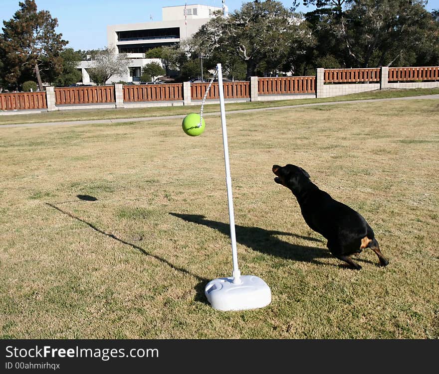 Rottweiler Tetherball