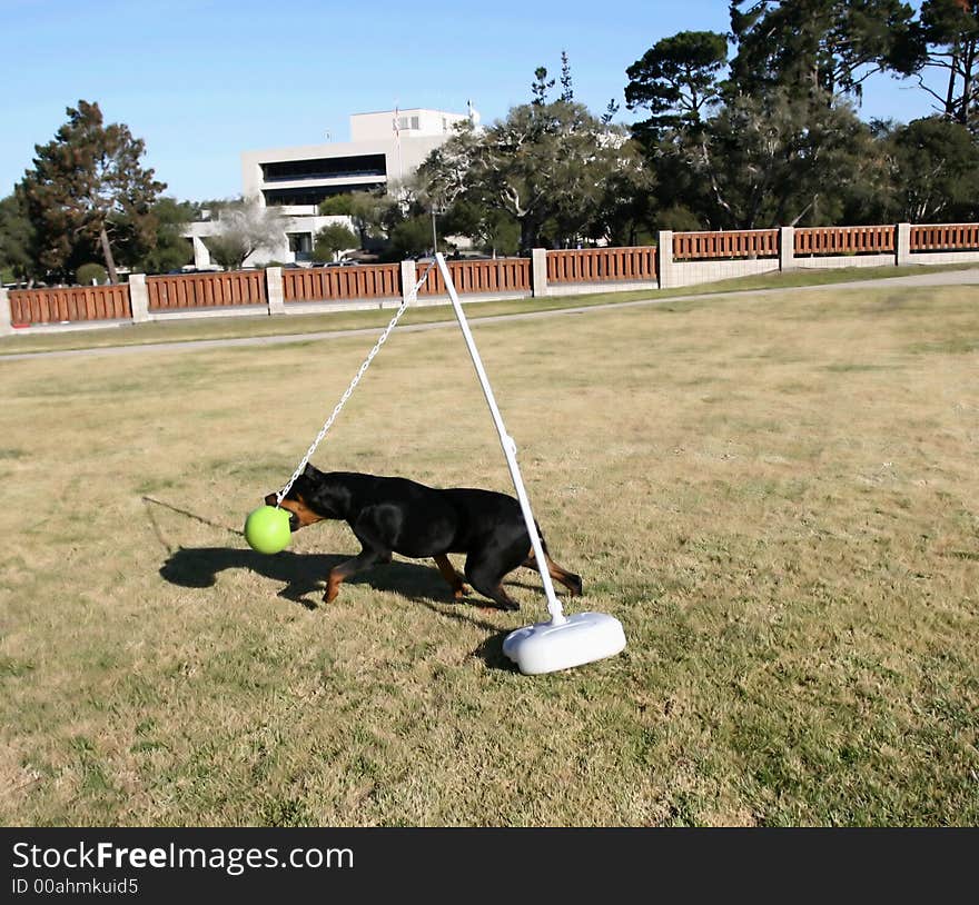 Rottweiler Tetherball