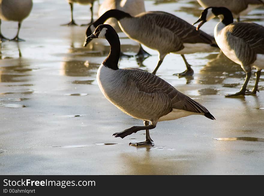 Goose carefullly stepping on frozen lake in the afternoon. Goose carefullly stepping on frozen lake in the afternoon.