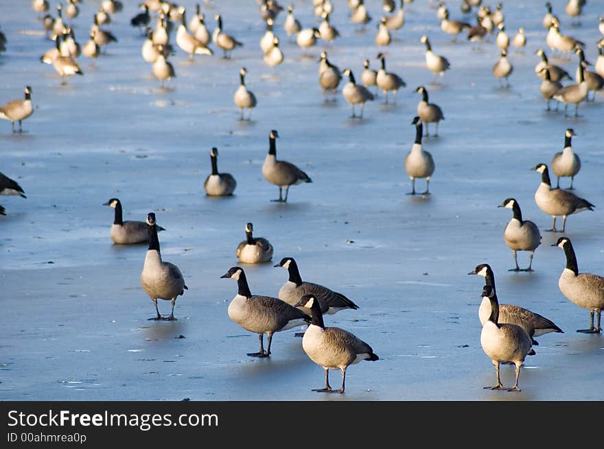 Flock of geese standing on the frozen water of lake. Flock of geese standing on the frozen water of lake.