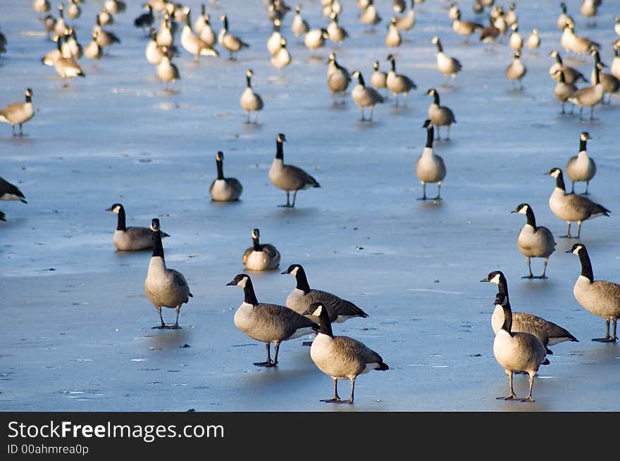 Flock of Geese on Ice