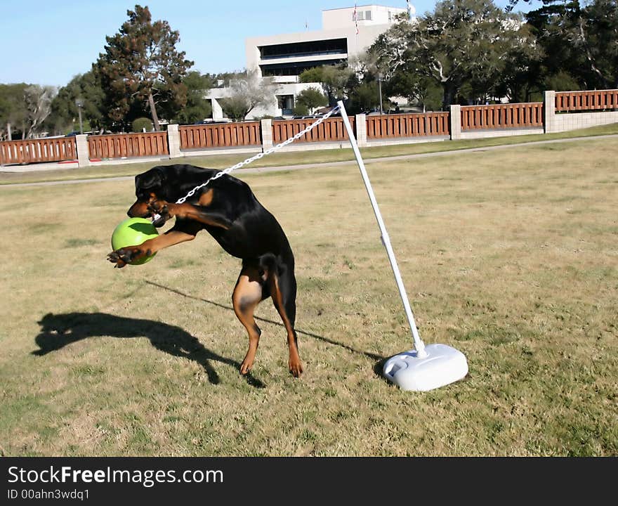 Tanker the wonder dog playing tetherball. Tanker the wonder dog playing tetherball