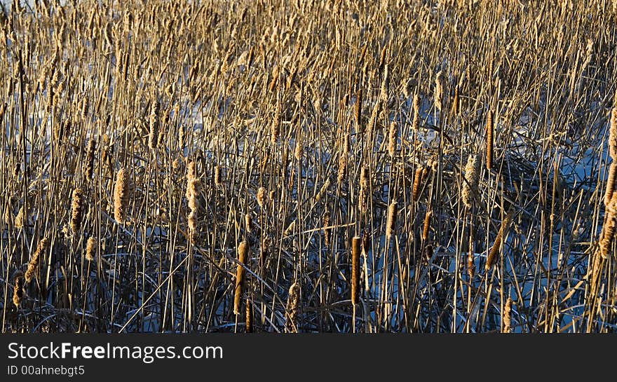 Wetlands in Winter