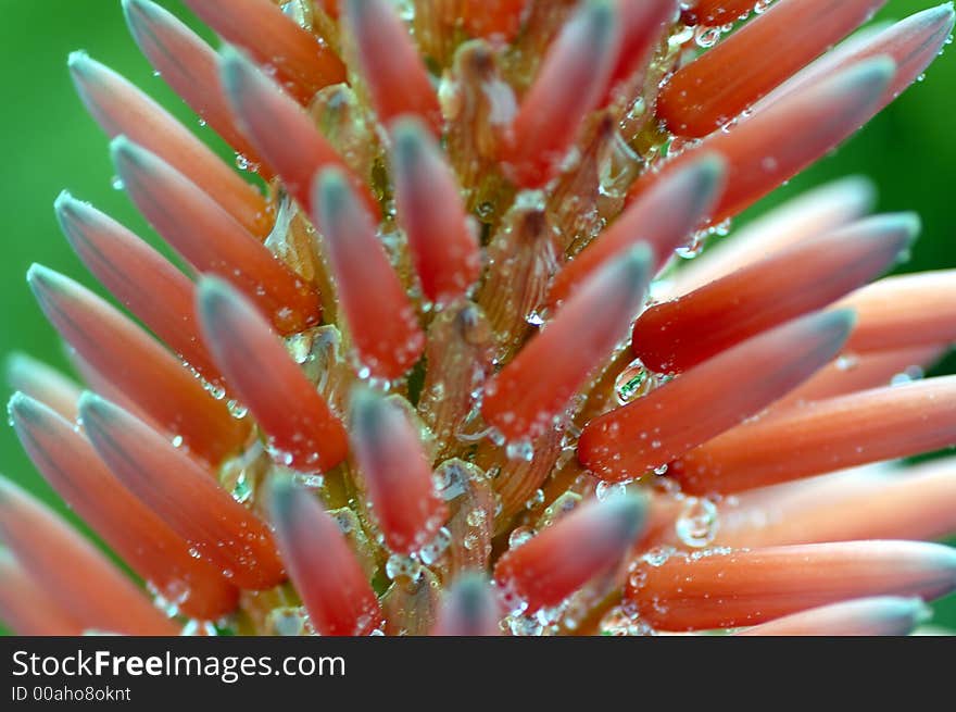 Closeup shot of a tropical flower after a shower, intentionally blurred on the sides