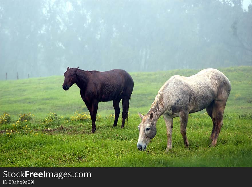 Two Horses gazing tirelessly during a heavy rain. Two Horses gazing tirelessly during a heavy rain