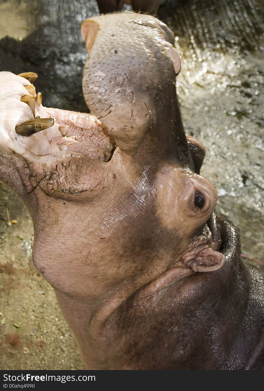 Hippopotamus in Yangon Zoo (Myanmar)