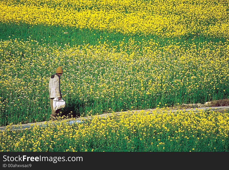 Yellow Fields