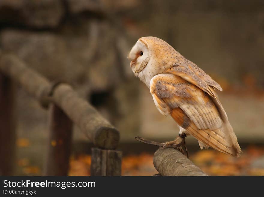 Tawny Owl