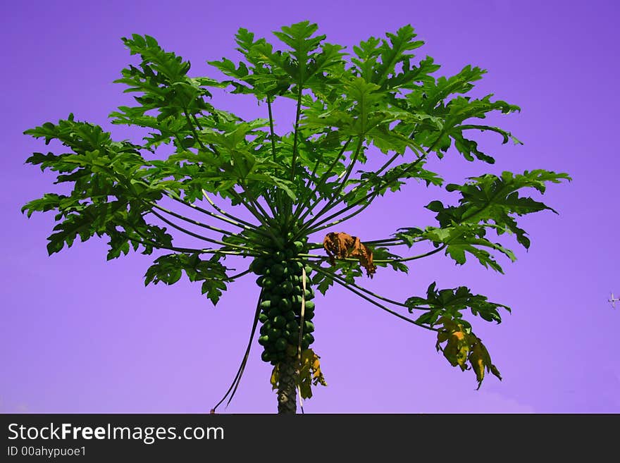 Papaya tree with purplish skies