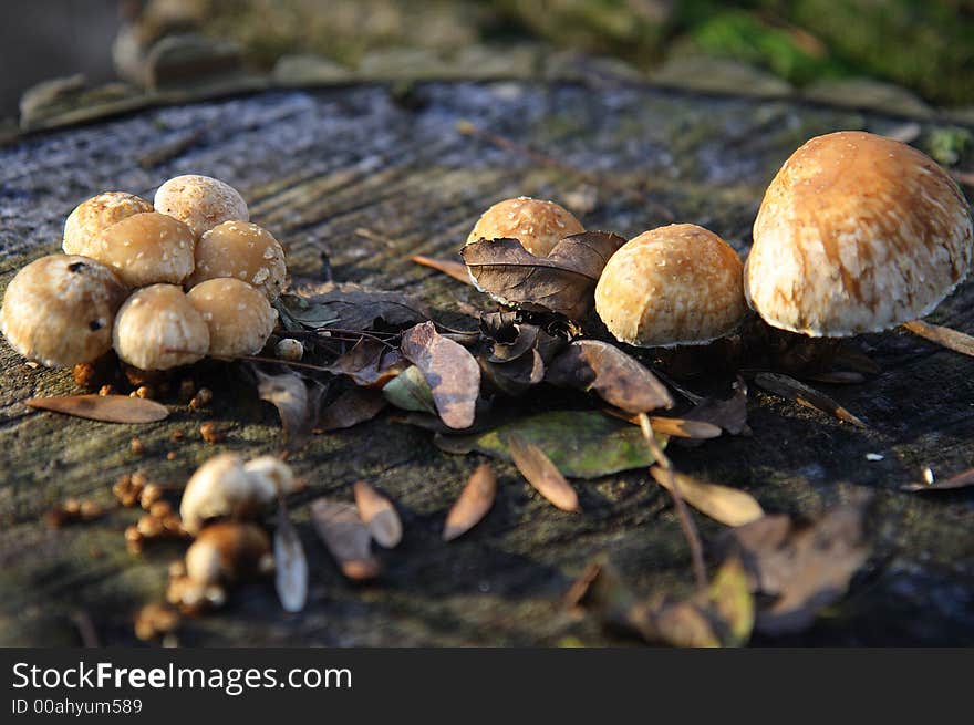 Mushrooms invading a stump in forest. Mushrooms invading a stump in forest