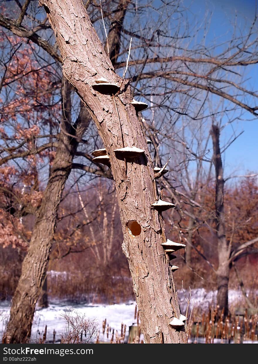 Winter Woodepecker Home