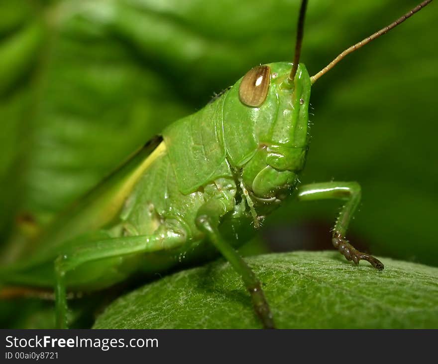 Grasshopper siting on green leaf