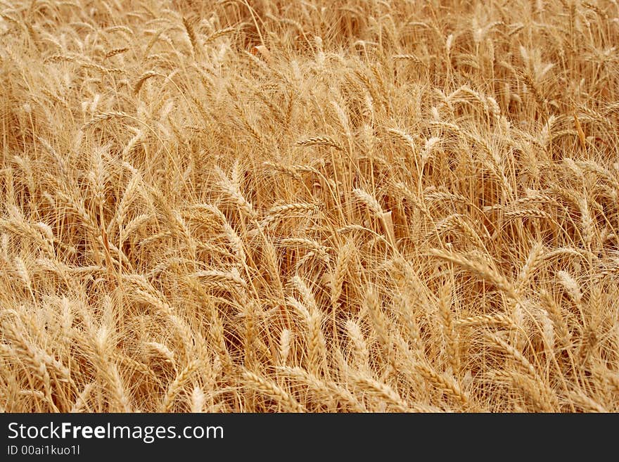 Wheat Field