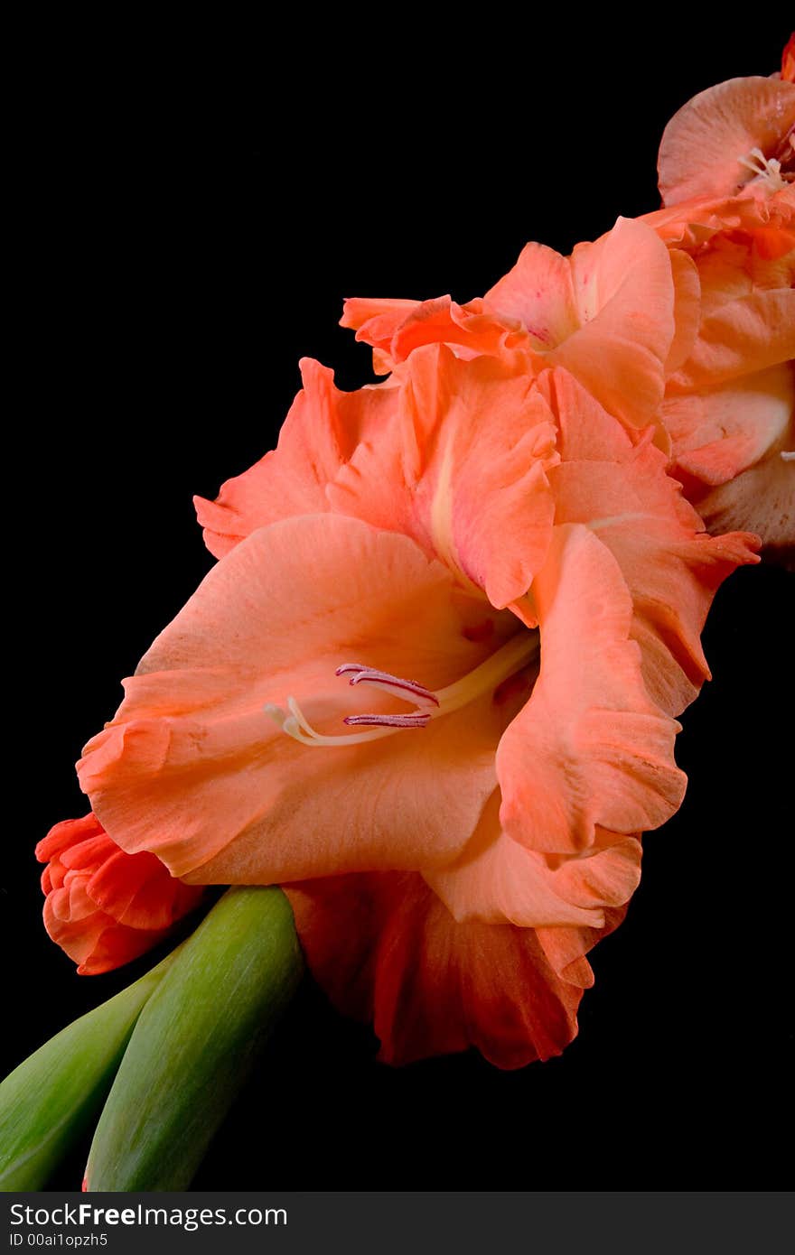 Orange sherbet gladiolus on a black background. Orange sherbet gladiolus on a black background