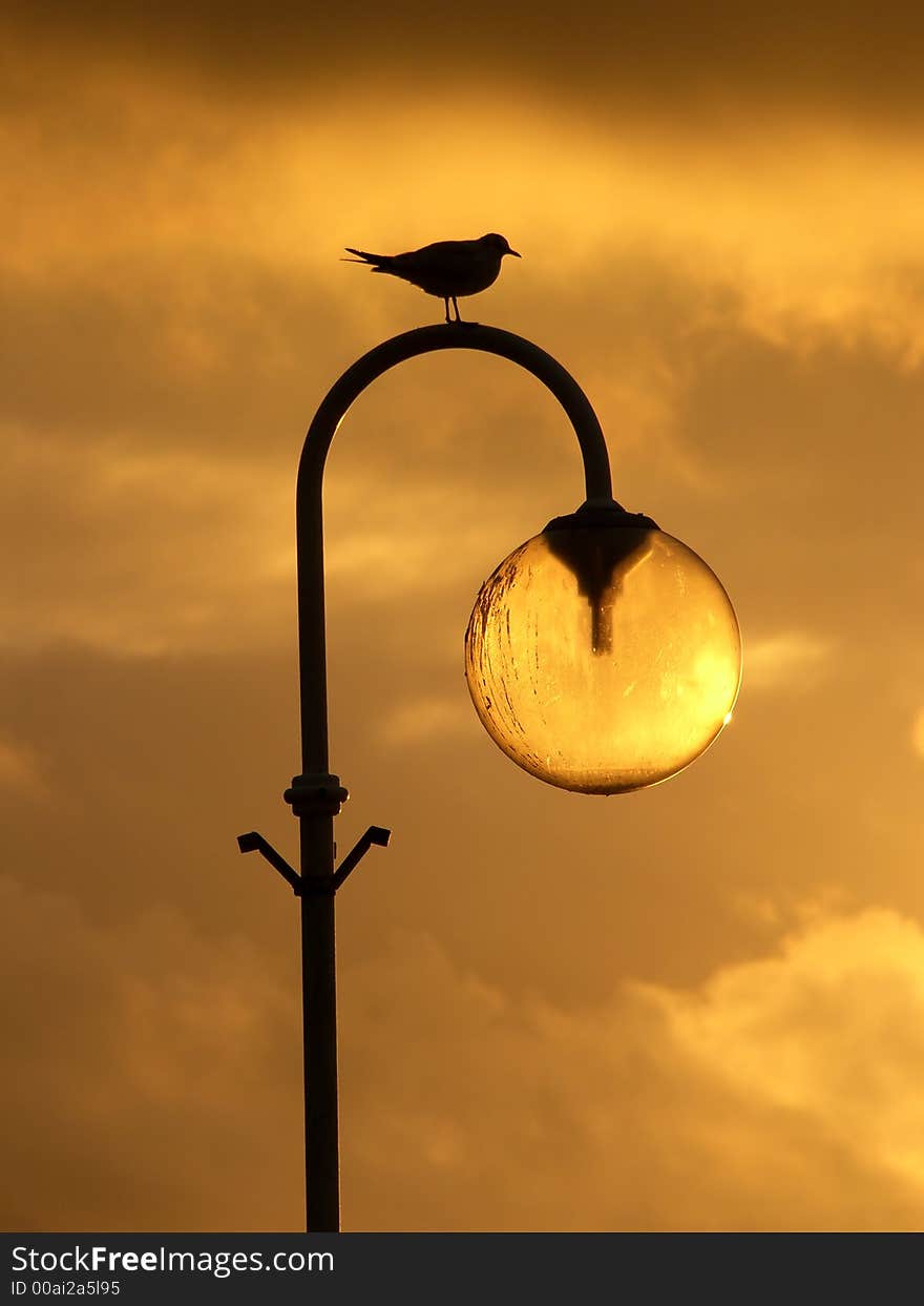 Seagull on light