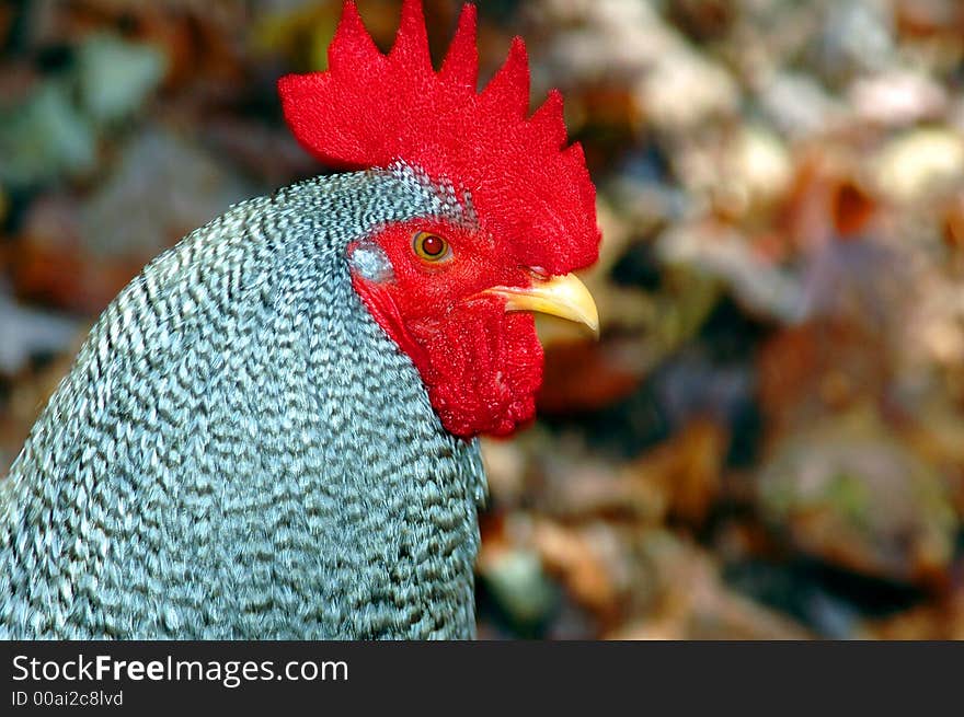 Photographed rooster at local  backyard in Georgia.