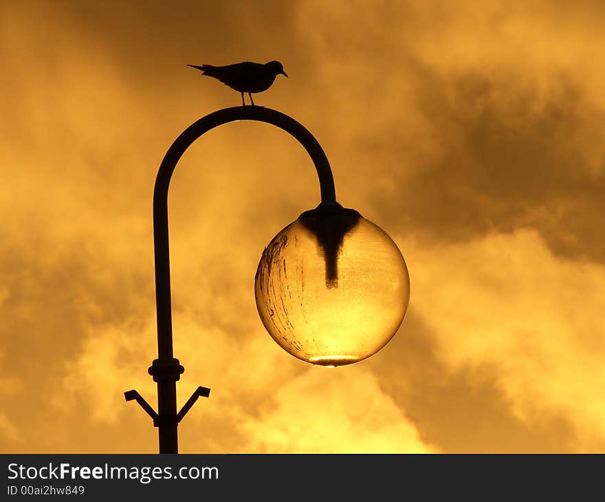 Seagull on light