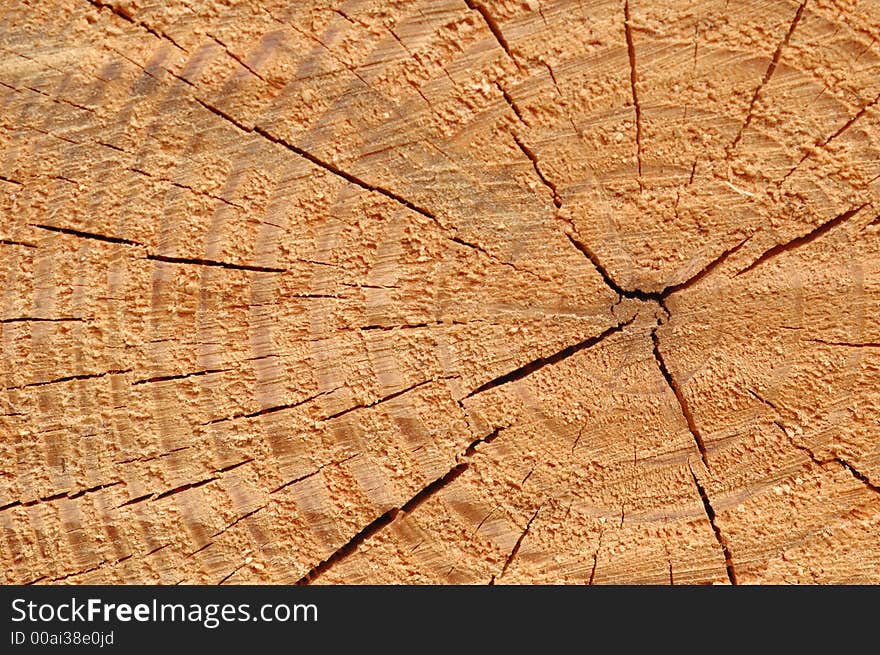 Tree rings in freshly cut lumber shows the passage of time. Tree rings in freshly cut lumber shows the passage of time