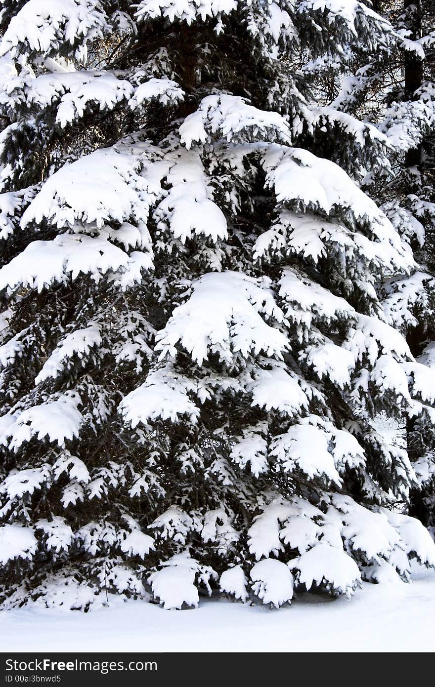 Branches of a tree after a blizzard. Branches of a tree after a blizzard