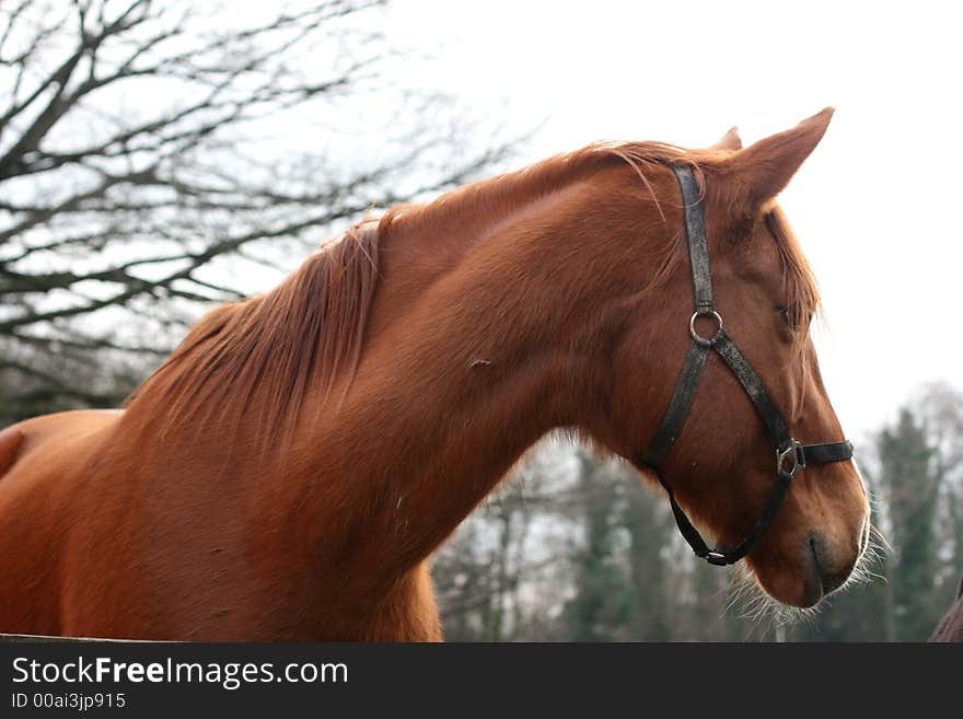 A horse standing in the forest. A horse standing in the forest