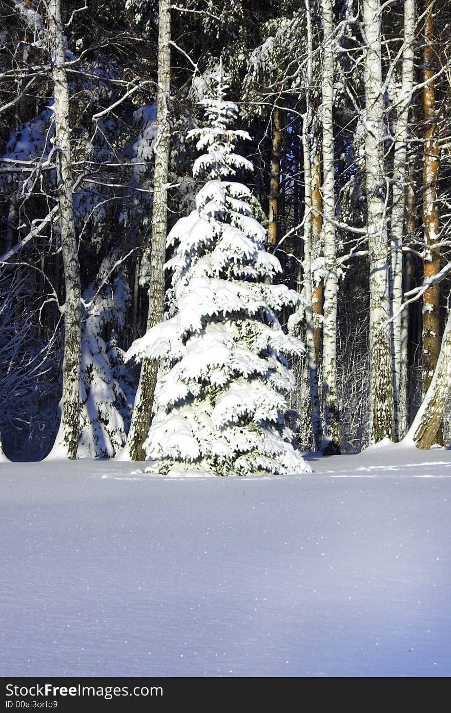 Branches of a tree after a blizzard. Branches of a tree after a blizzard