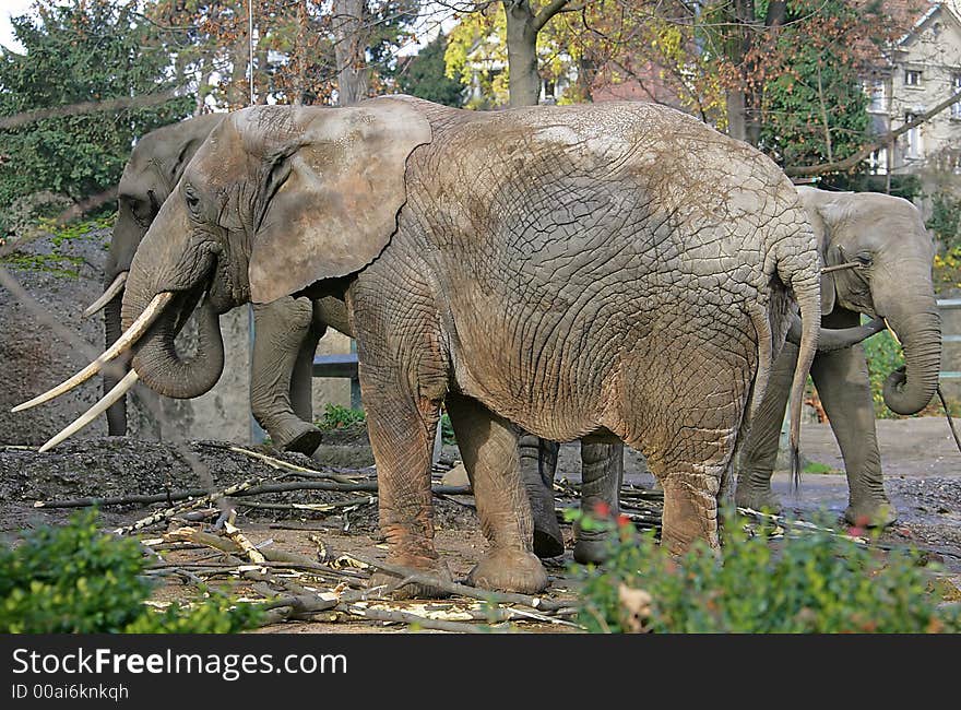 Company of Elephants at Lunch. Company of Elephants at Lunch