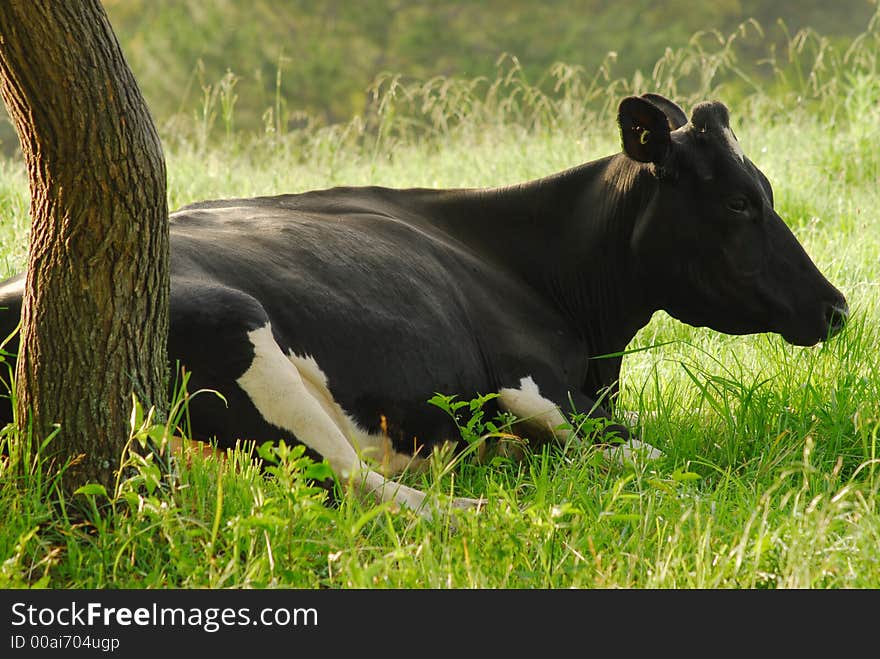 A dairy cow under a tree after giving birth to her two calfs. A dairy cow under a tree after giving birth to her two calfs