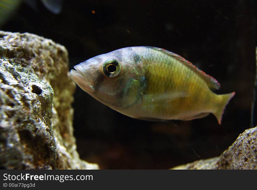 Photo of my the oldest aqarium fish. Photo of my the oldest aqarium fish