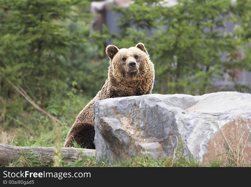 Lovely brown bear behind a stone looking up 001