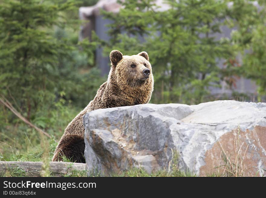 Lovely brown bear behind a stone looking up 002