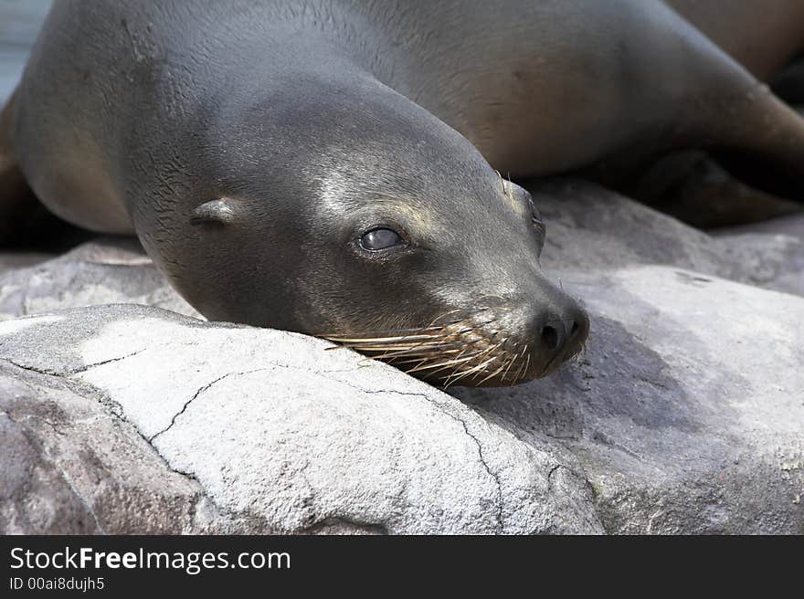 Harbor seal