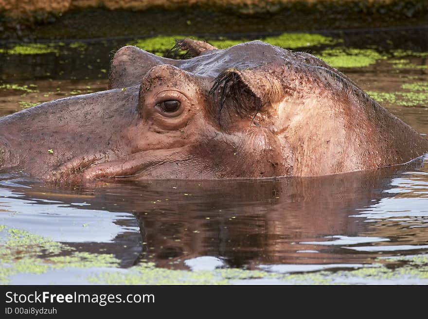 Hippopotamus (hippo) in water - head looking out