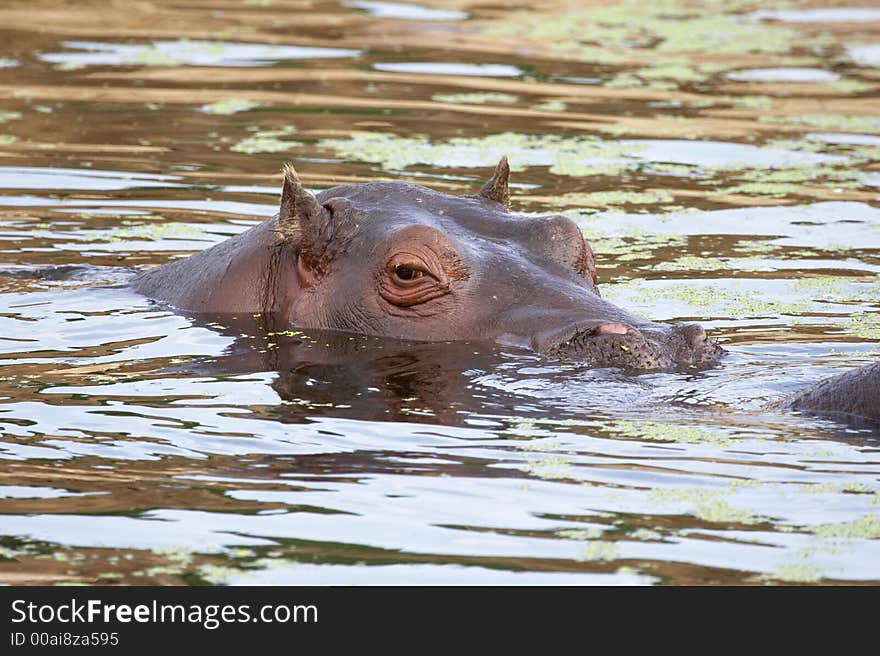 Hippopotamus (hippo) in water - head looking out