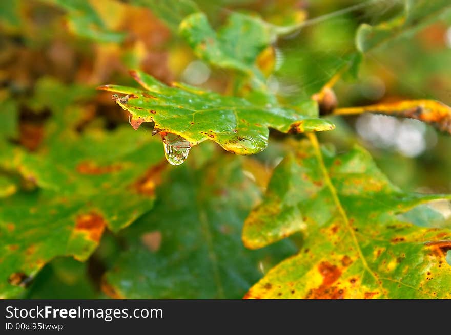 Dew-drop on oak leaves in an autumn morning. Dew-drop on oak leaves in an autumn morning