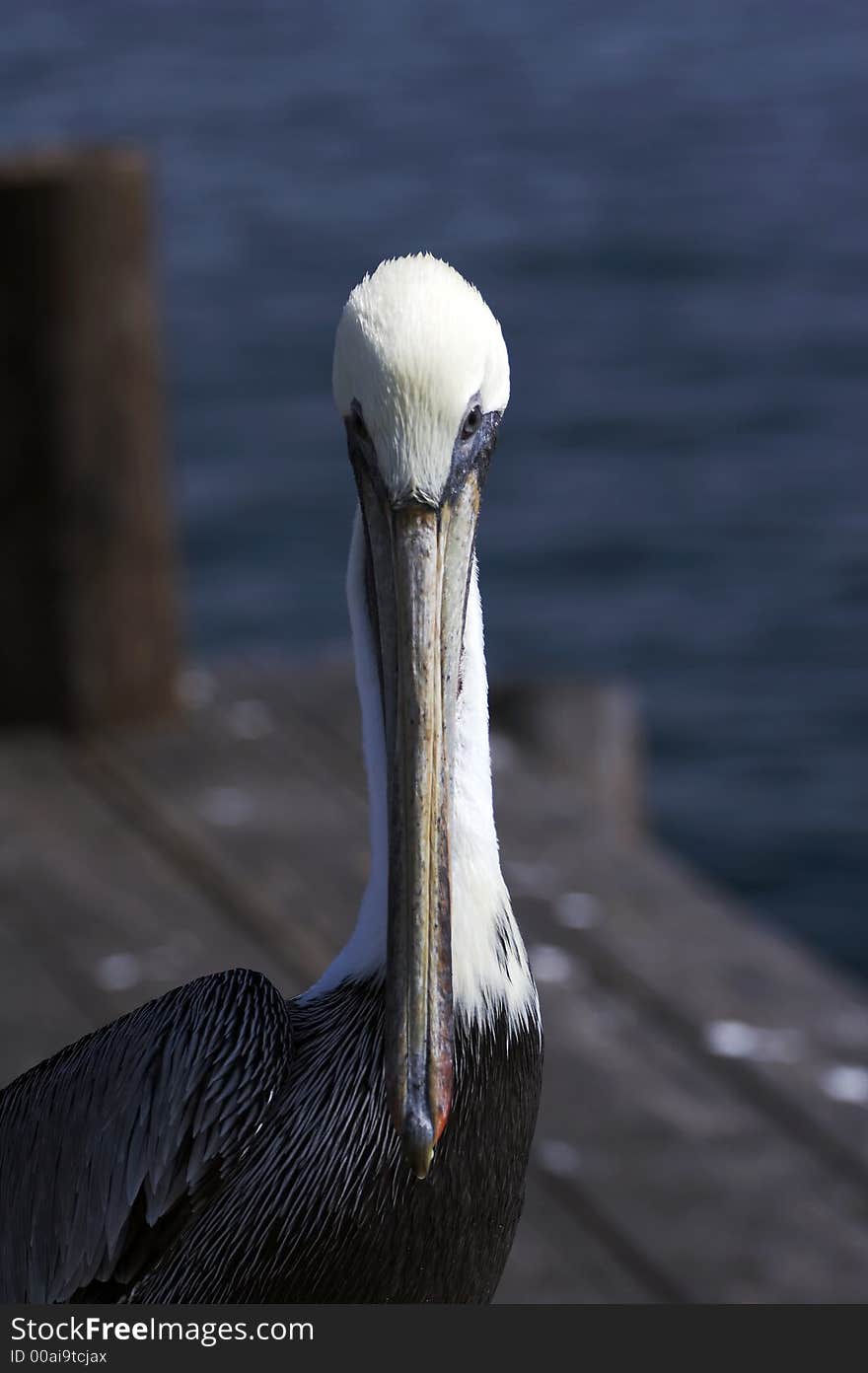 Pelican