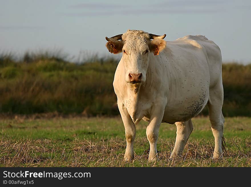 Cow watching us, eating in a farm field