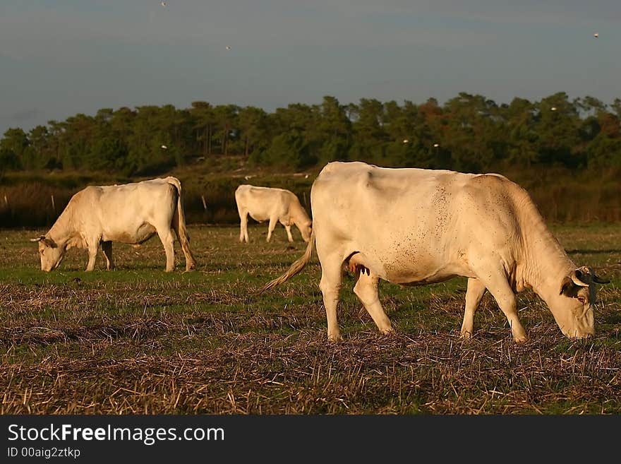 Cow eating