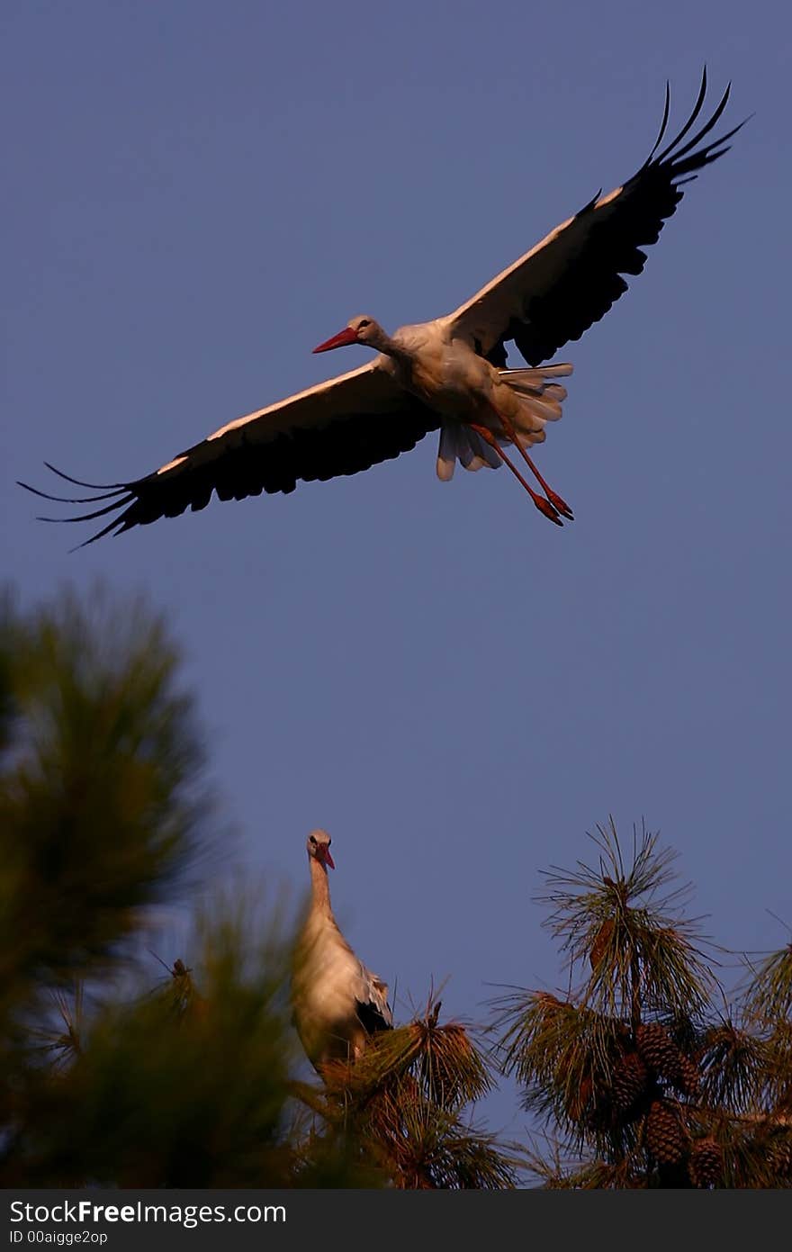 Some wild stork looking at us, on his tree