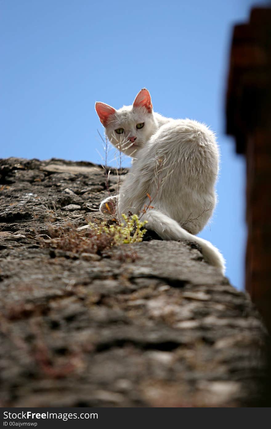 Dirty white cat on a old town wall