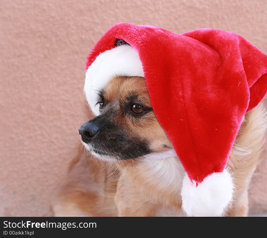 Dog all ready for the holidays wearing his santa hat. Dog all ready for the holidays wearing his santa hat