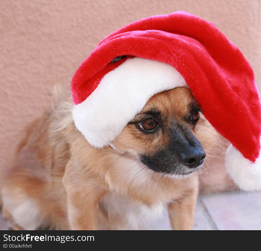 Friendly dog annoyed with wearing a hat for the holidays. Friendly dog annoyed with wearing a hat for the holidays