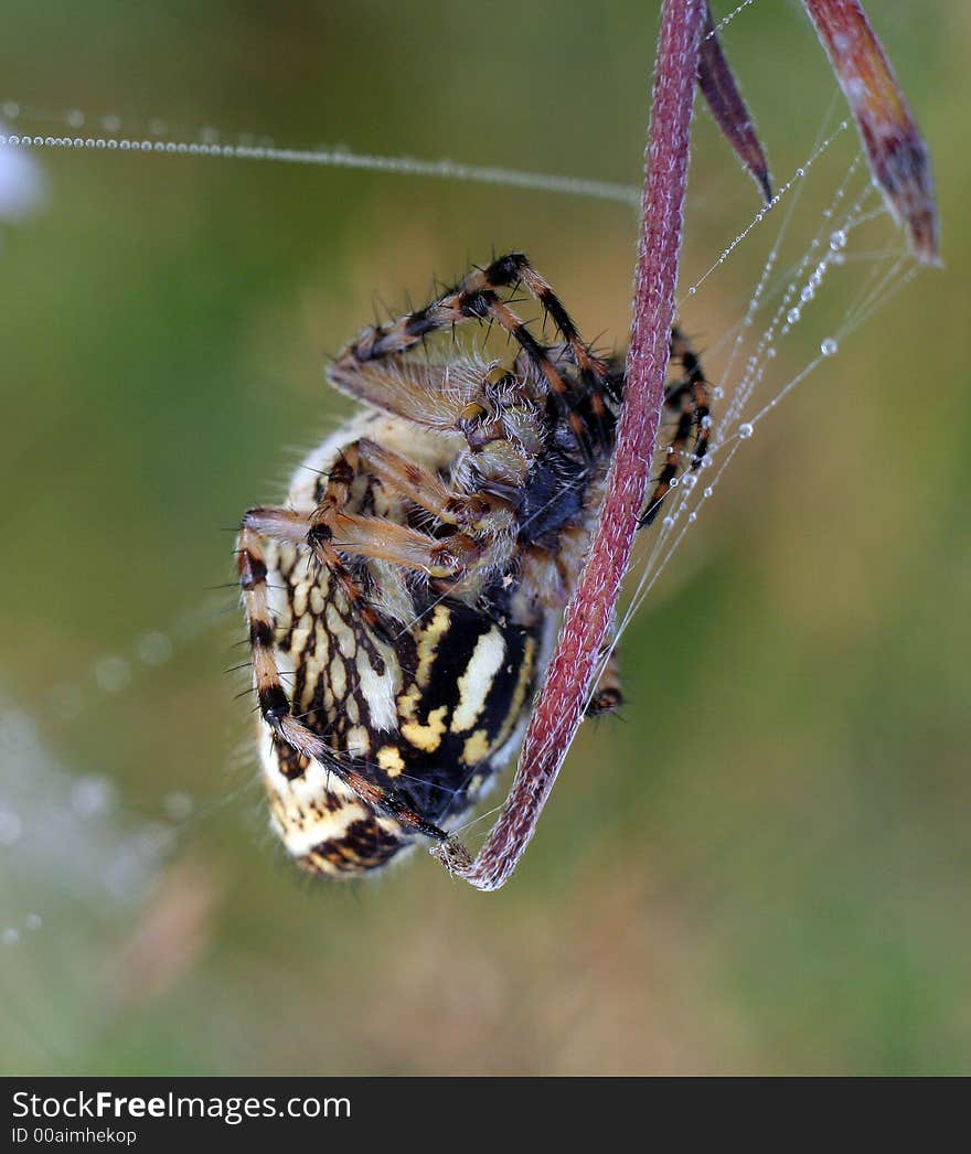 Spider in spider web of dew in the morning day