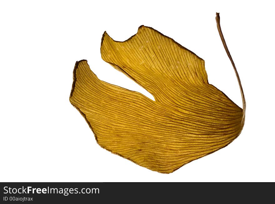 Herbs - dried ginkgo biloba leaf. isolated on white