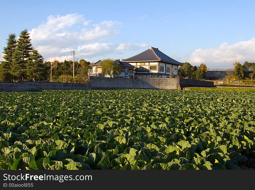 Cabbage patch near a Buddhist temple in rural Japan