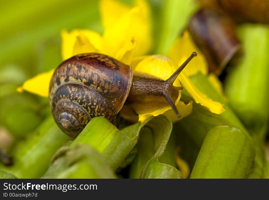 Snail and water lily still