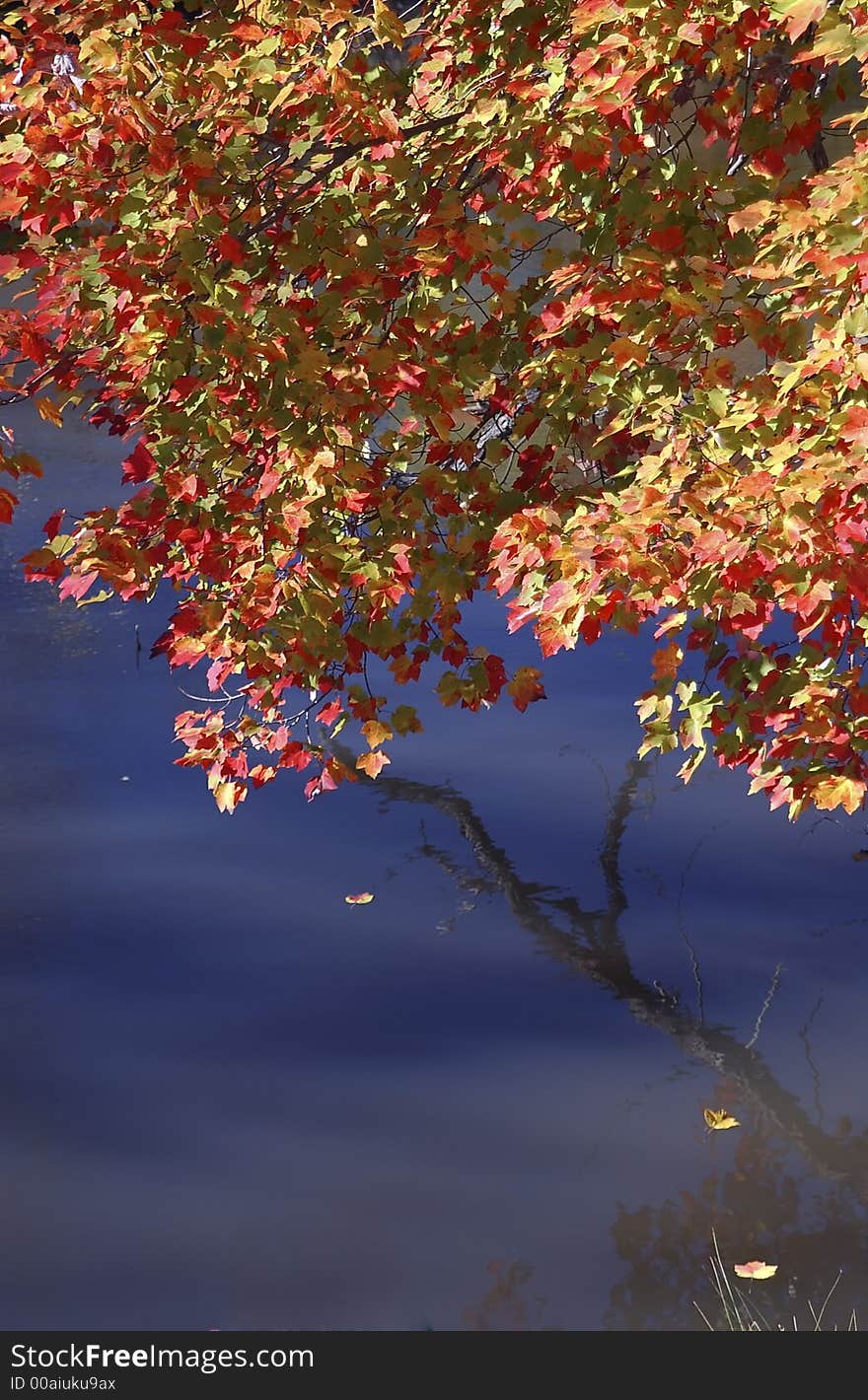 Autumn Leaves reflection