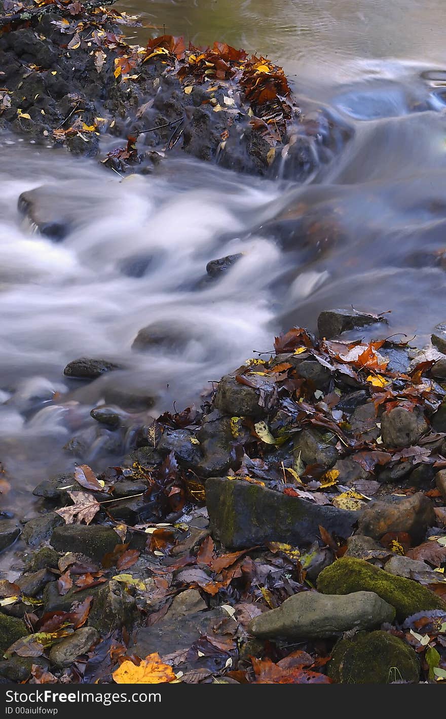 Autumn leaves in creek